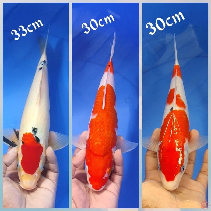 MIX KOI 33.30.30CM
