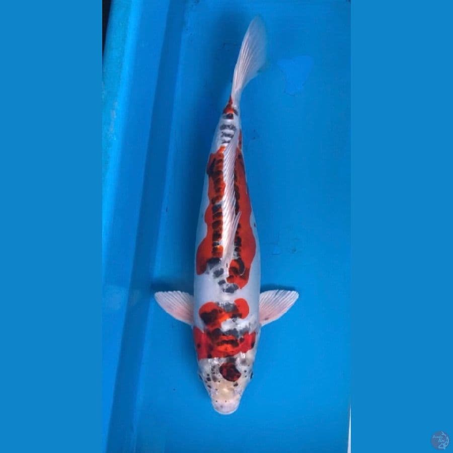 doitsu kujaku 40cm