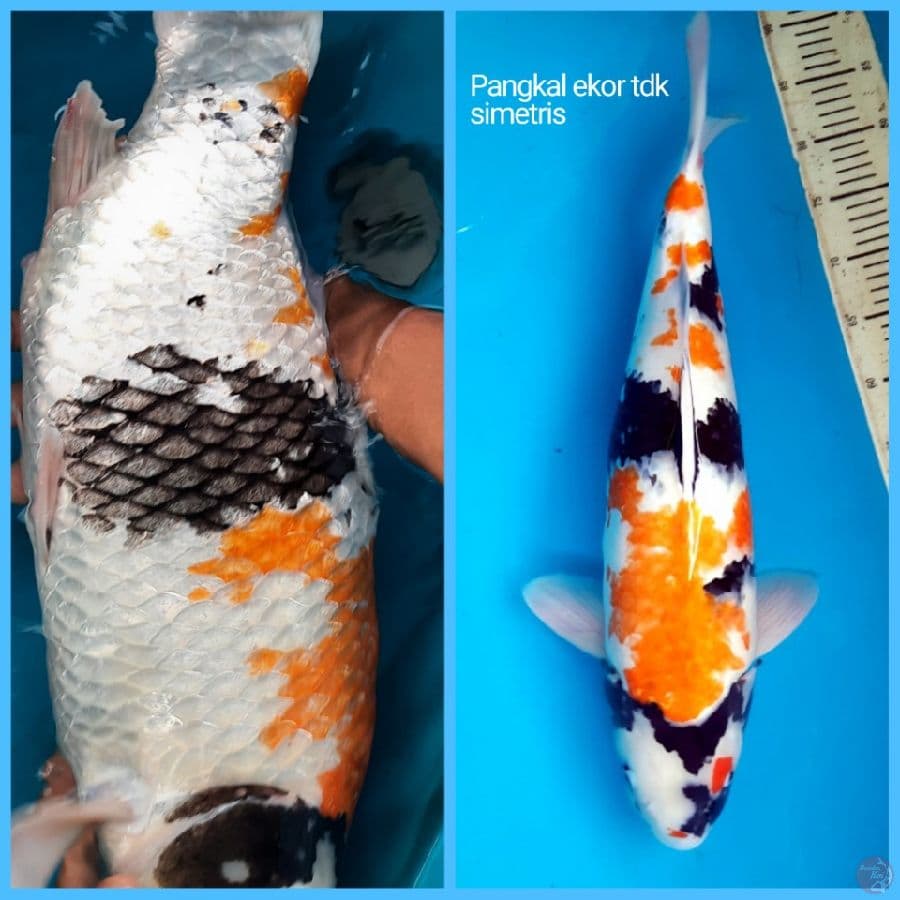 55cm F1 isa Female