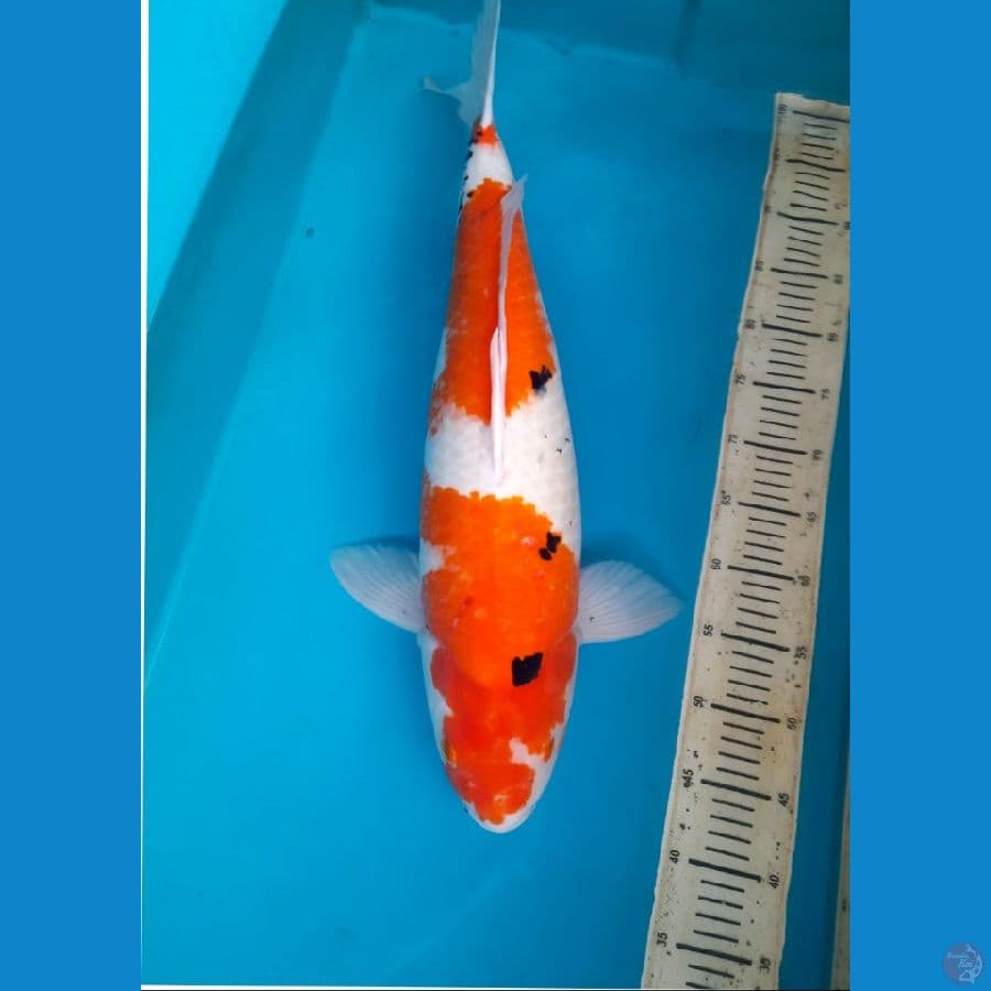 61cm F1 isa tategoi Female