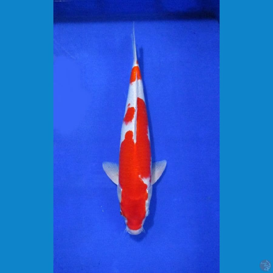 kohaku hikari ±45bu