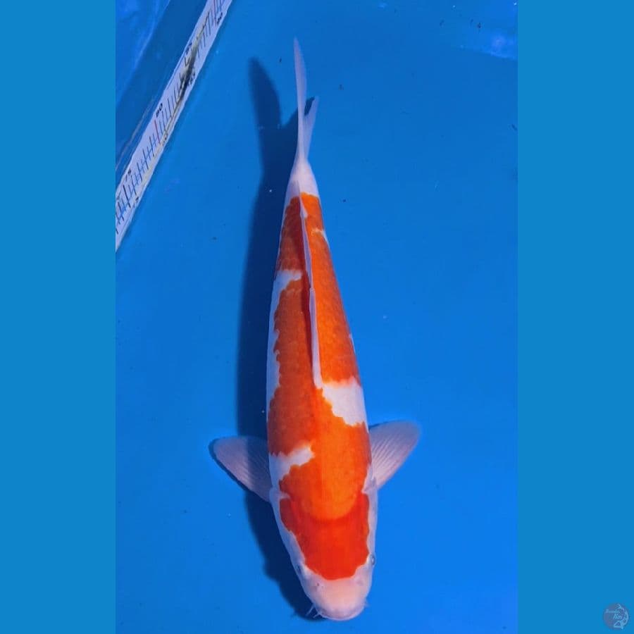 inzuma kohaku