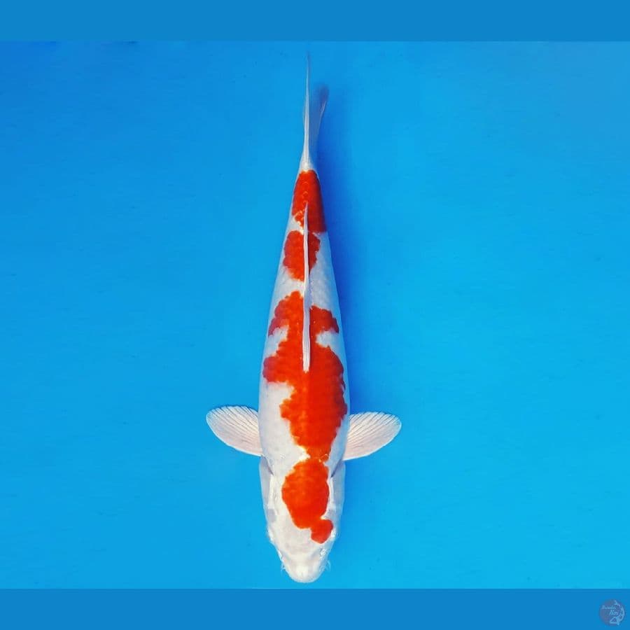 SAITAMA ARENA 2 ~ KOHAKU HIKARI 35 cm/fm ™