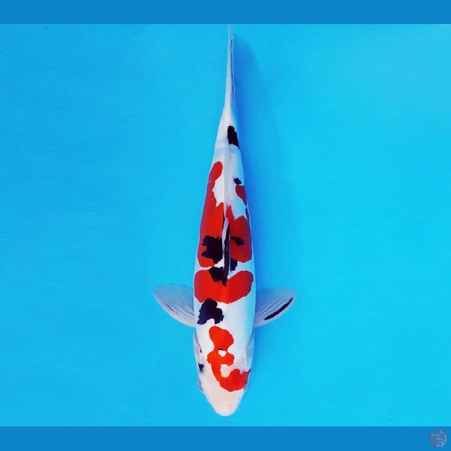 SAITAMA ARENA 4 ~ SANKE DOITSU MURNI 26 cm/male ™
