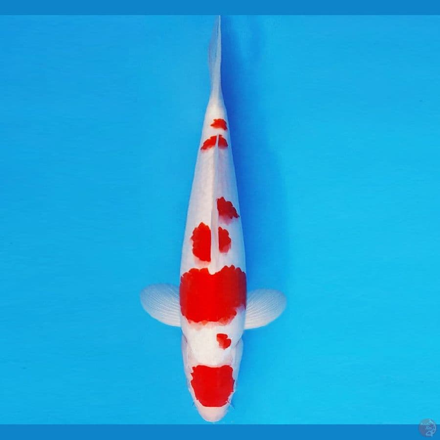 SAITAMA ARENA 5 ~ MARUTEN KOHAKU 31 cm/fm ™