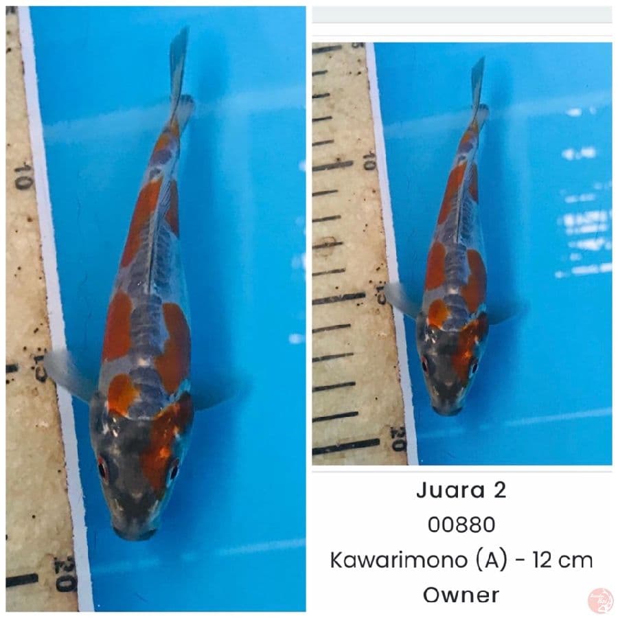 kawarimono A, 15 cm