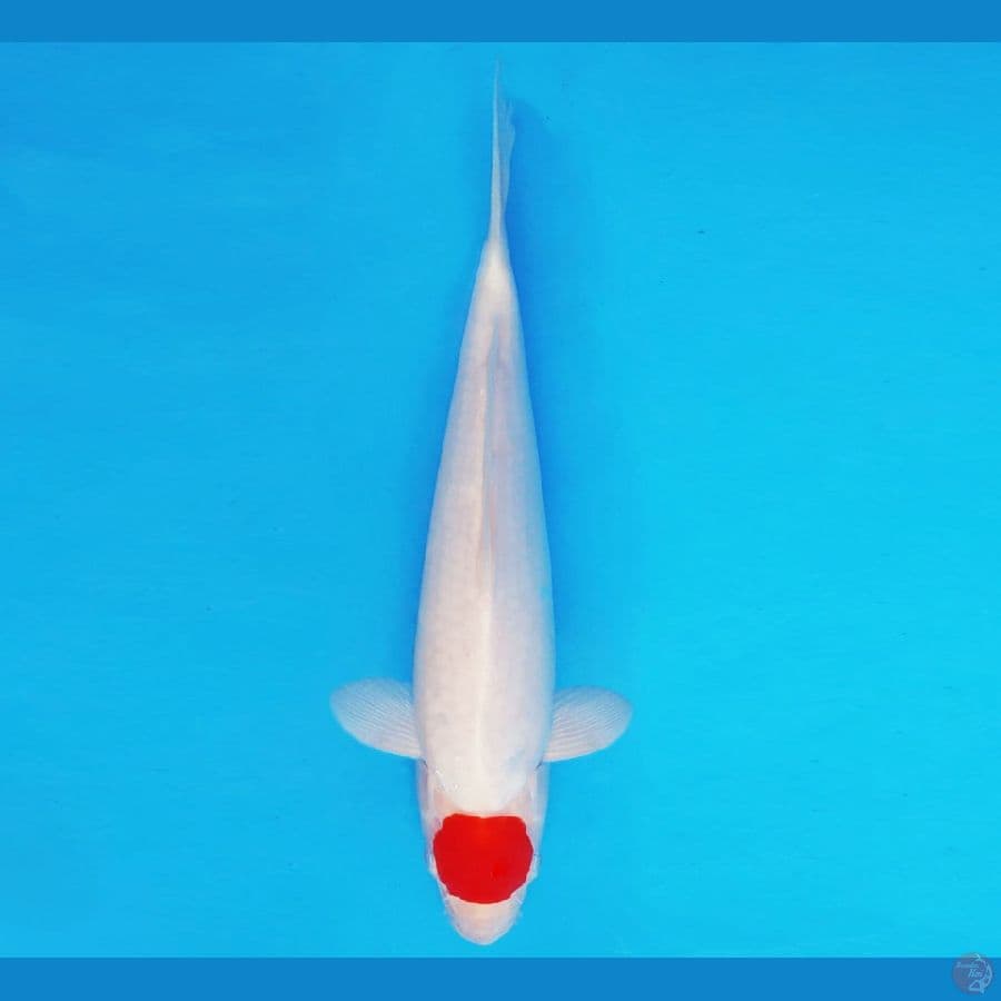 SAITAMA ARENA 9 ~ ORIGINAL TANCHO 30 cm/fm ™