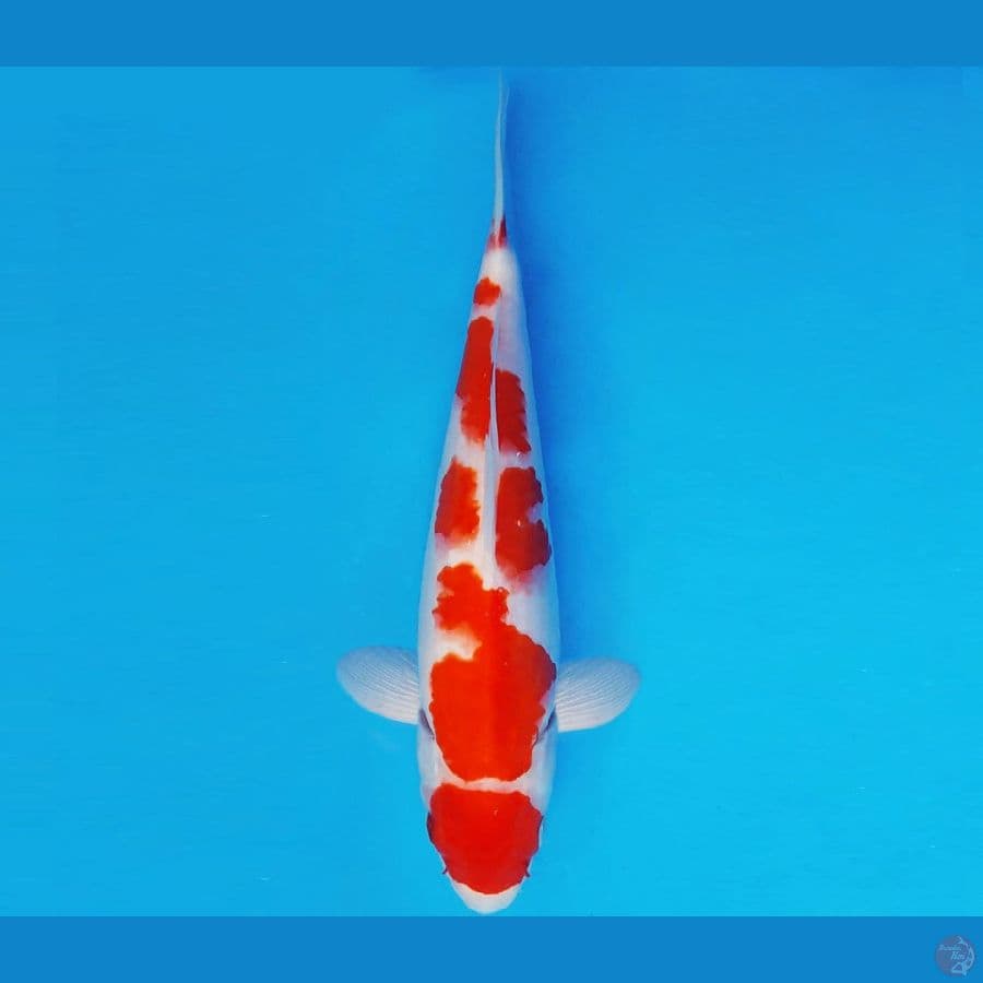 SAITAMA ARENA 16 ~ MARUTEN KOHAKU 25 cm/ male ™