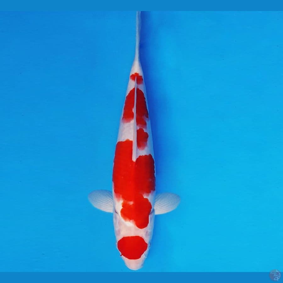 SAITAMA ARENA 17 ~ MARUTEN KOHAKU 27 cm/male ™