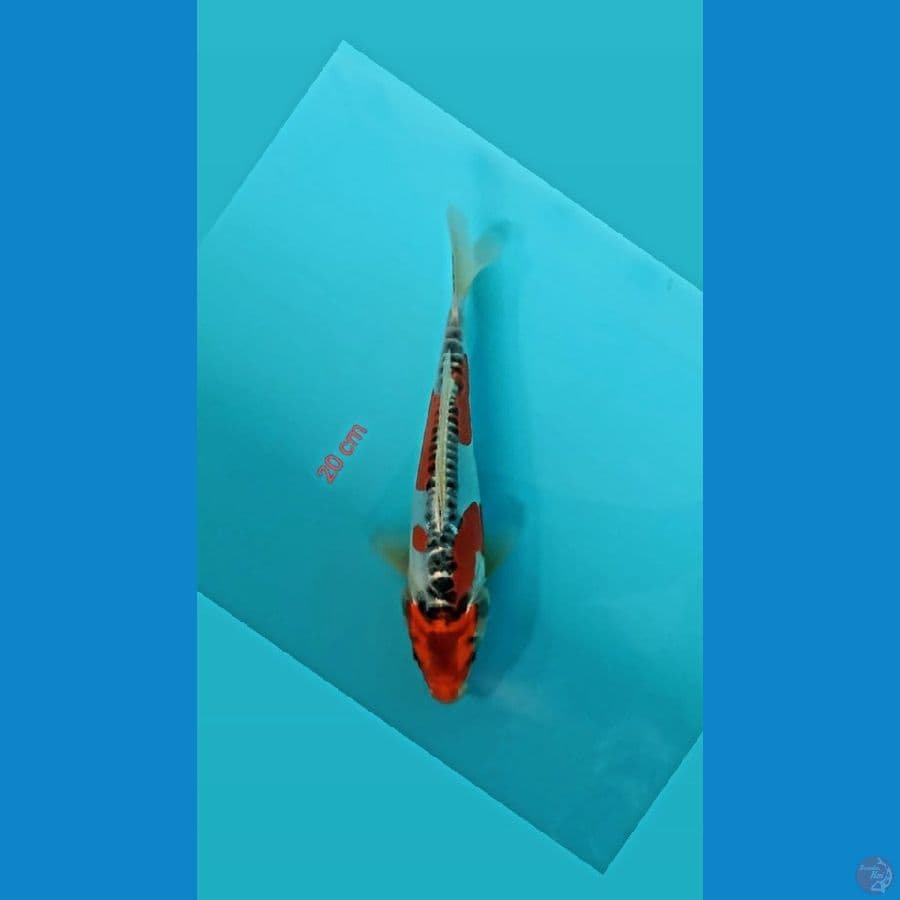 Amoa5 Kujaku doit 20cm