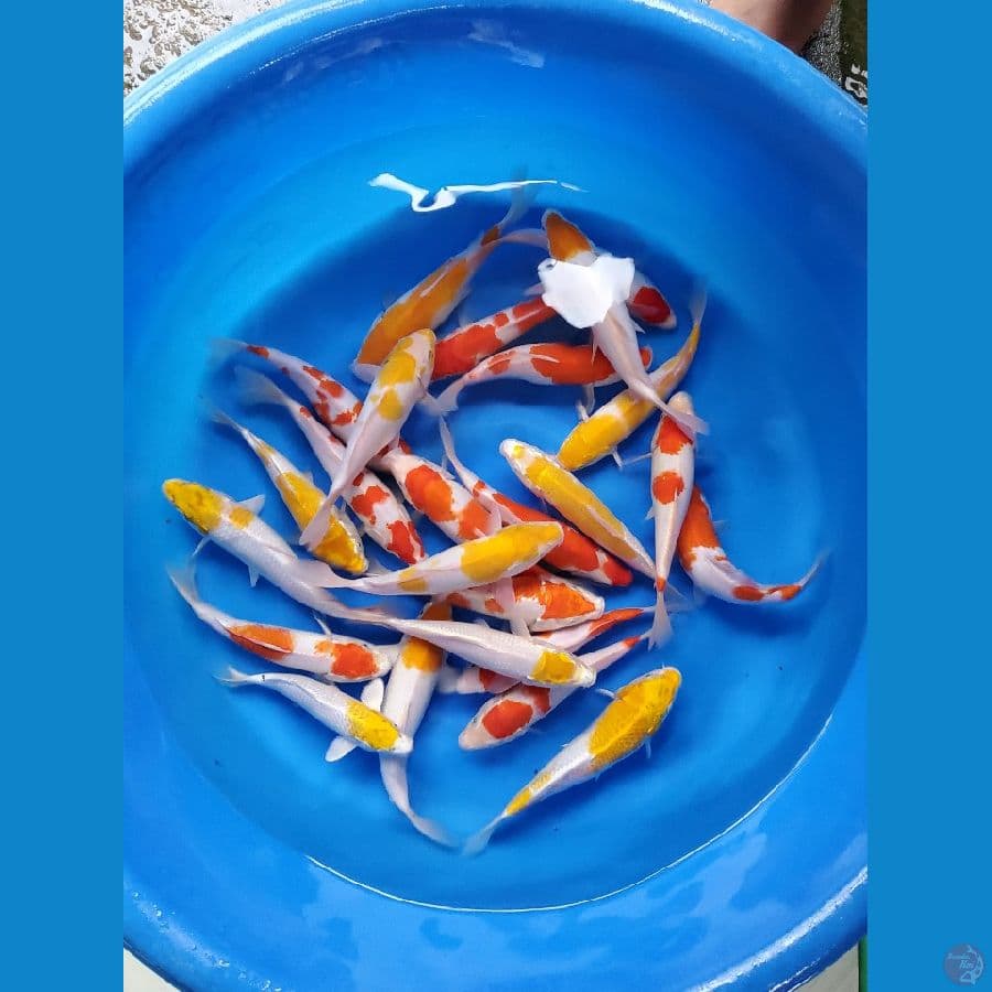 PAKET MIX ORI
