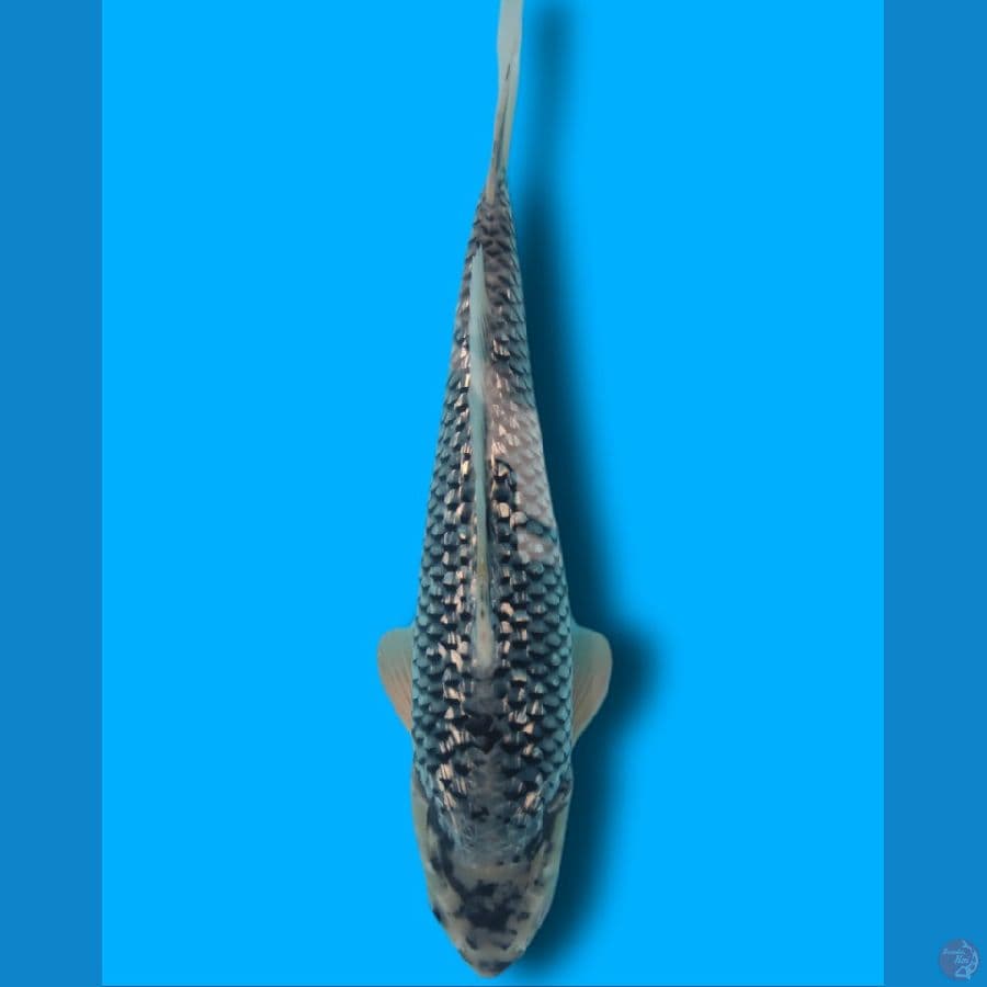 MATSUKAWABAKE GINDRIN 35 CM
