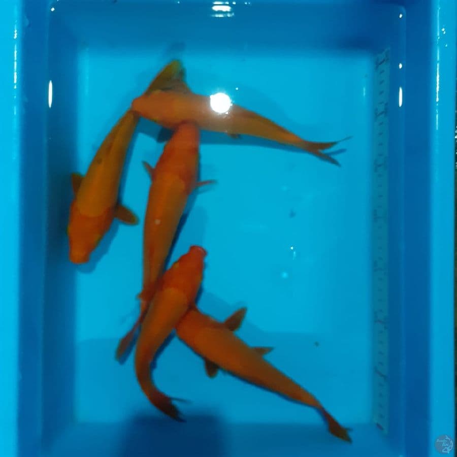 Red Karashi