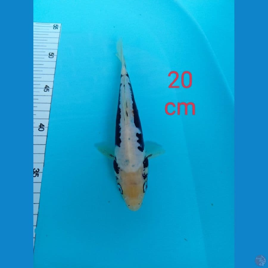 kumonryu 20 cm
