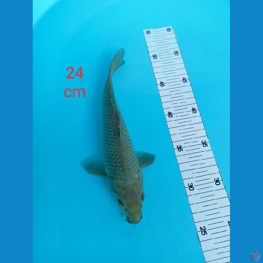 soragoi 34 cm
