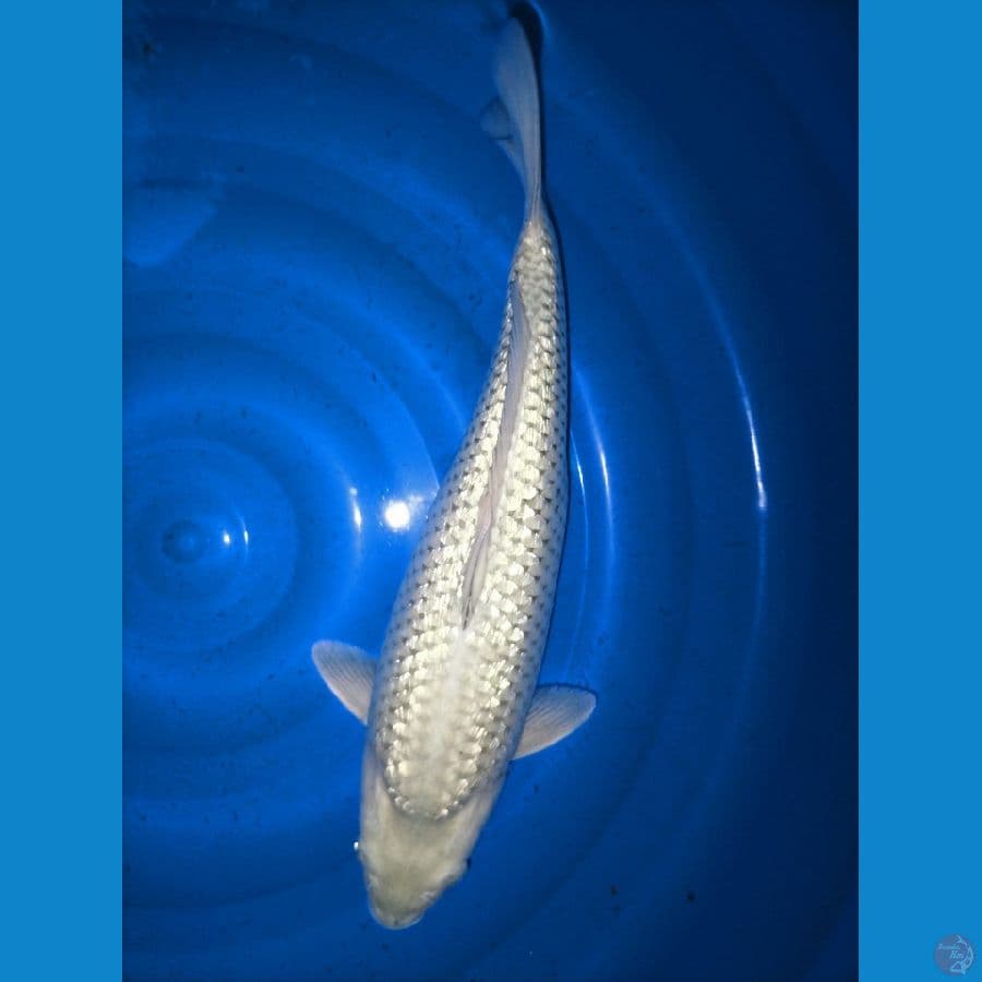 - SORAGOI GINRIN BULKY 42cm / Female
