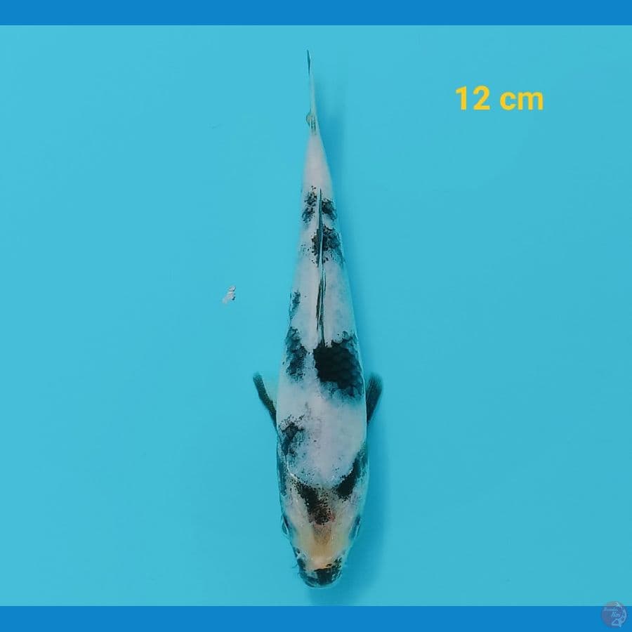 shiro 12 cm