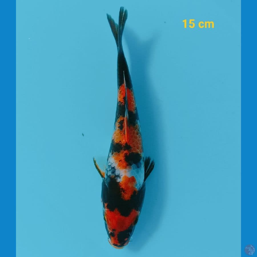 showa 15 cm