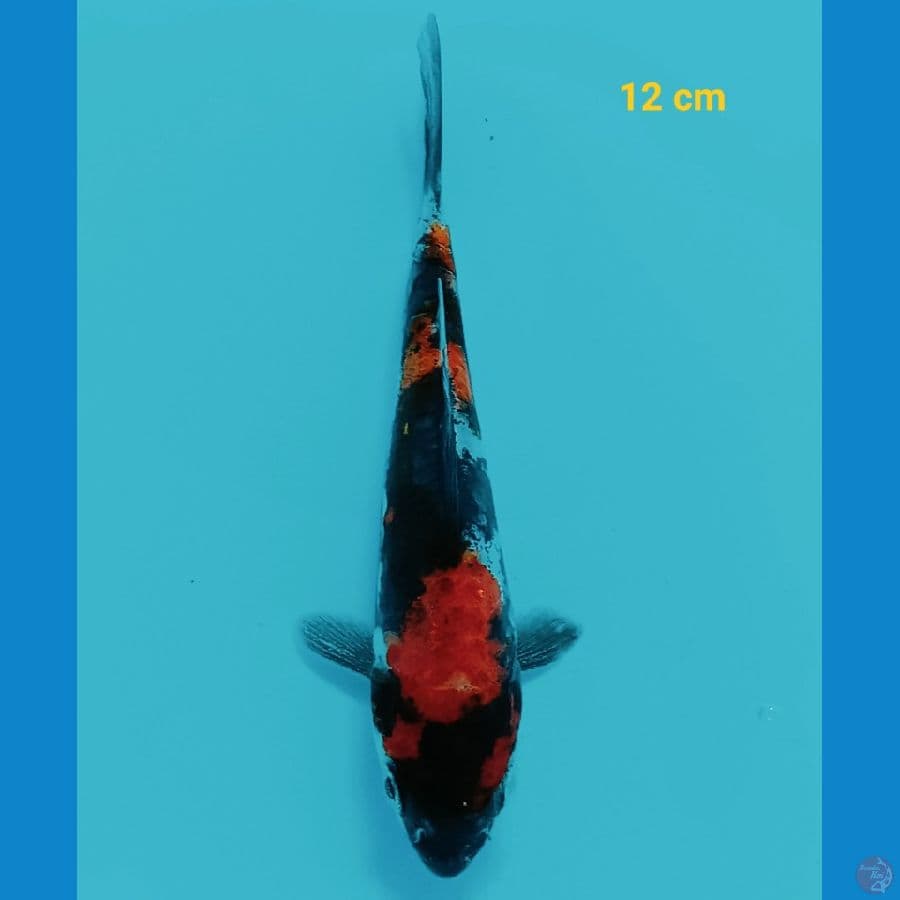 showa doit 12 cm