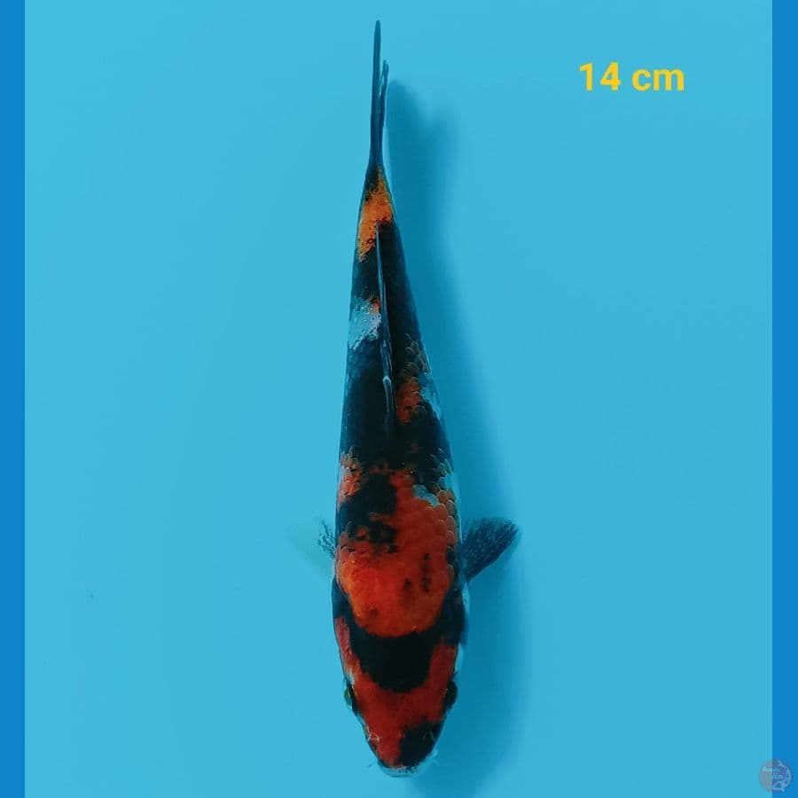showa 14 cm