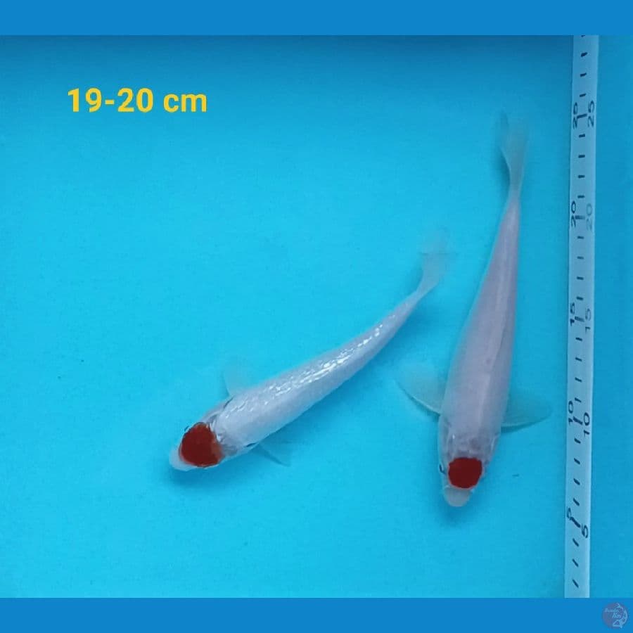 ginrin n non ginrin 19-20 cm