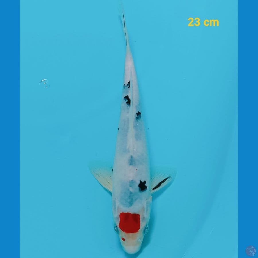 Tancho showa 23 cm