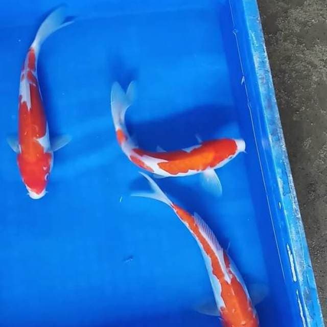 Kohaku doitsu