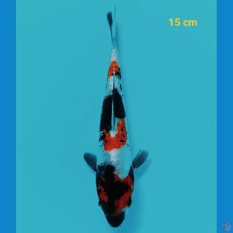 showa doit 15 cm