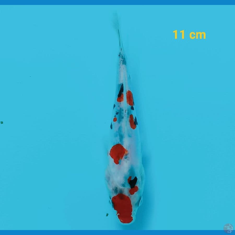 showa doit 11 cm