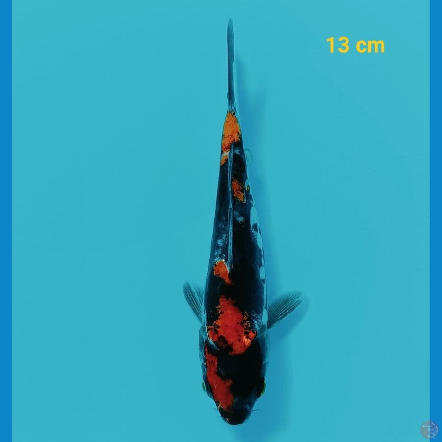 showa doit 13 cm