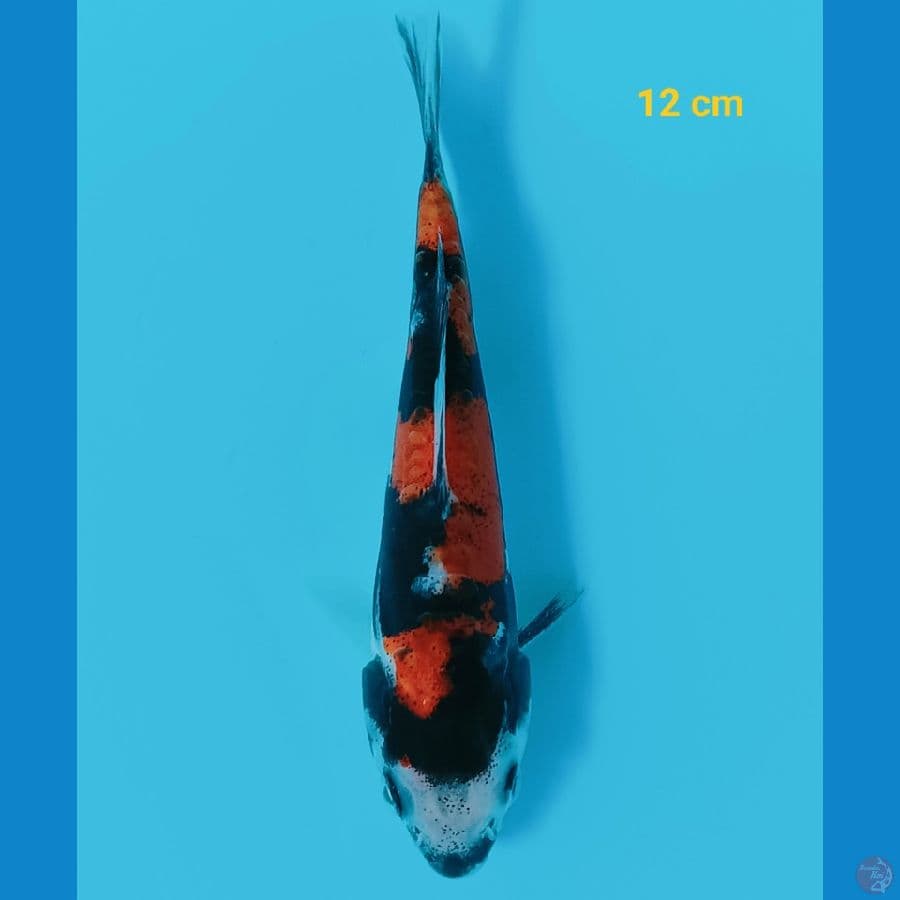 showa doit 12 cm
