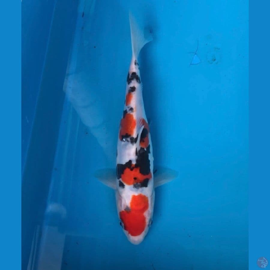 SQ doitsu sanke 22cm