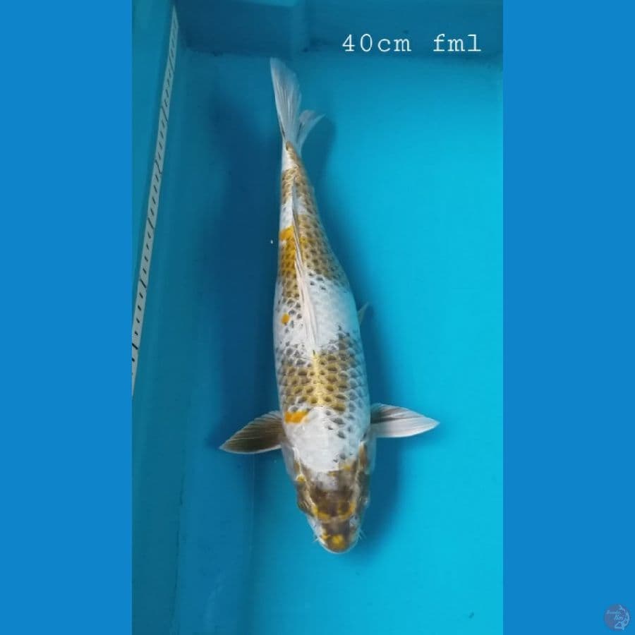 kawarimono 40cm/fml