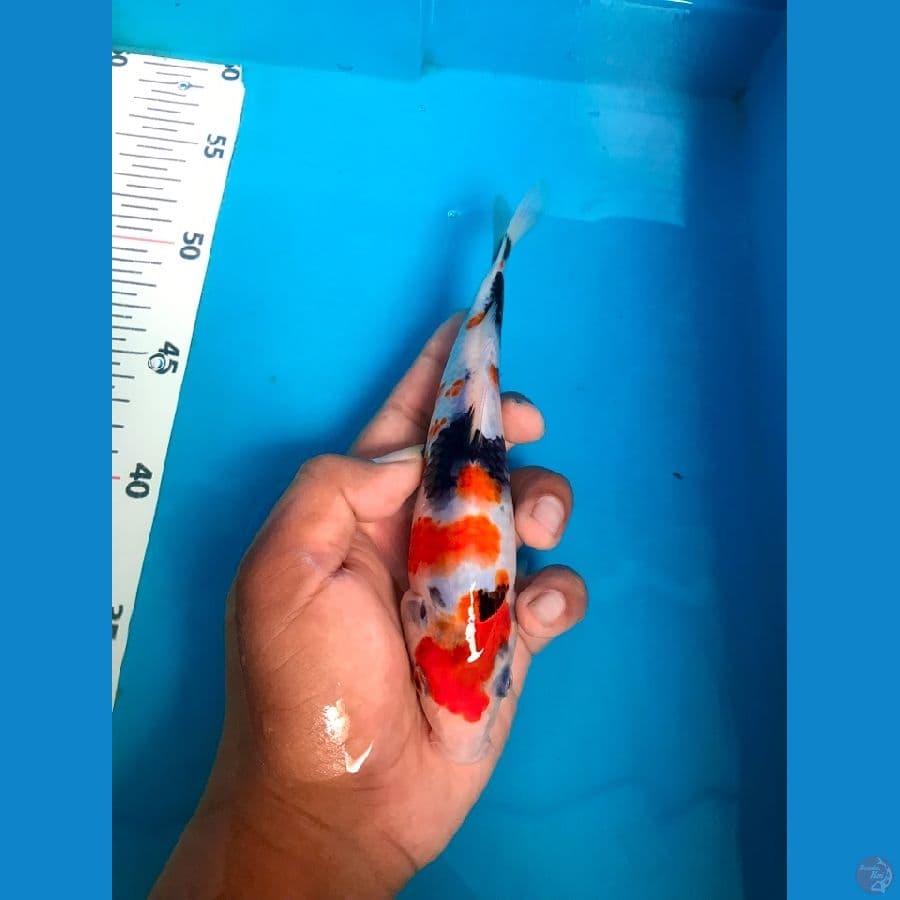 SHOWA 21cm