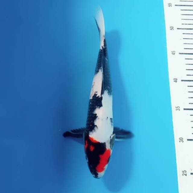 Maruten kindai showa 30cm