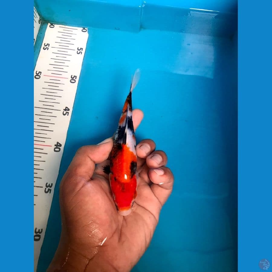 SHOWA 18cm