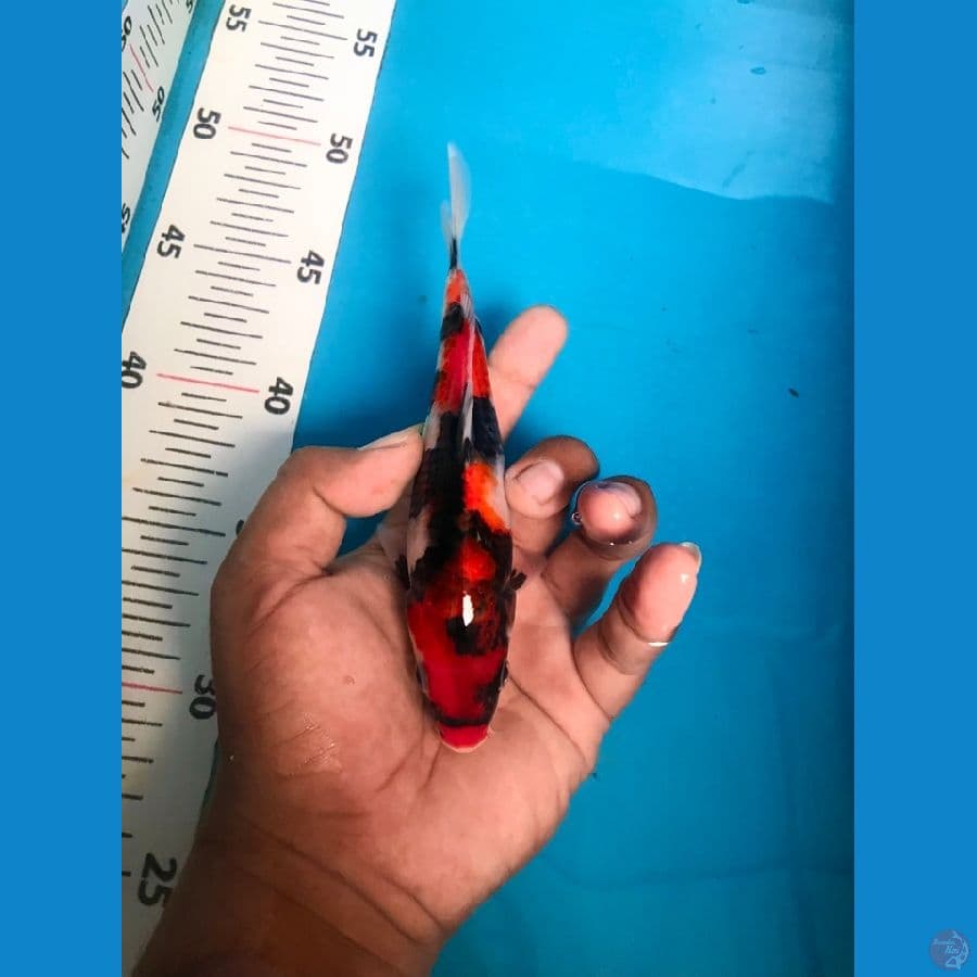 SHOWA 18cm