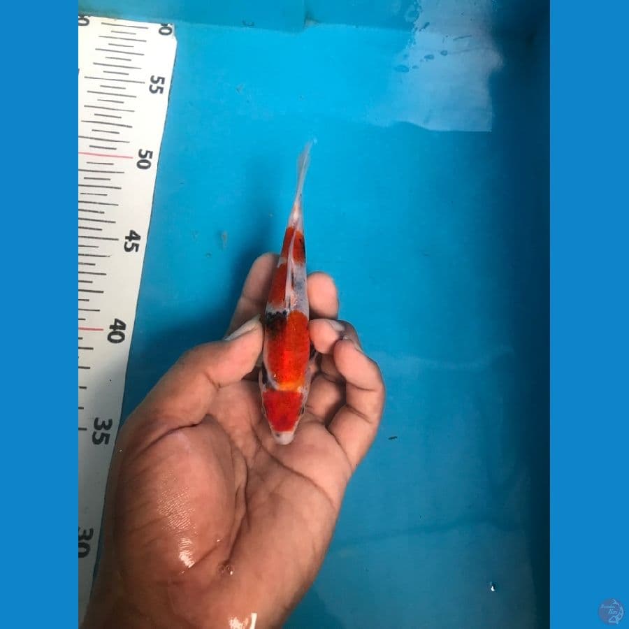 SHOWA 13cm