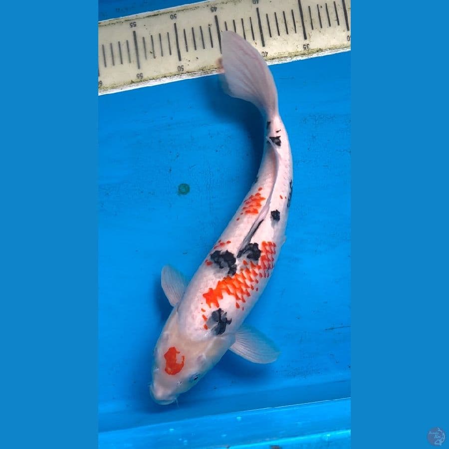 maruten kanoko sanke 43cm