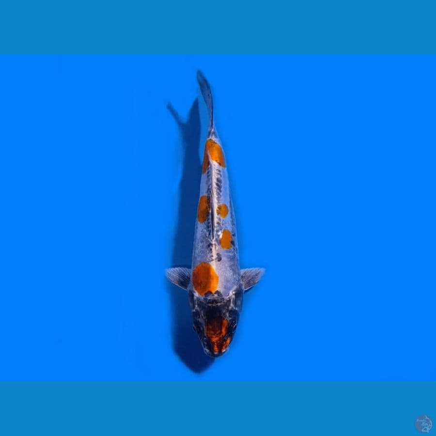 Benikiko