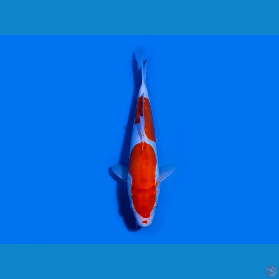Doitsu Kohaku Kuchibeni