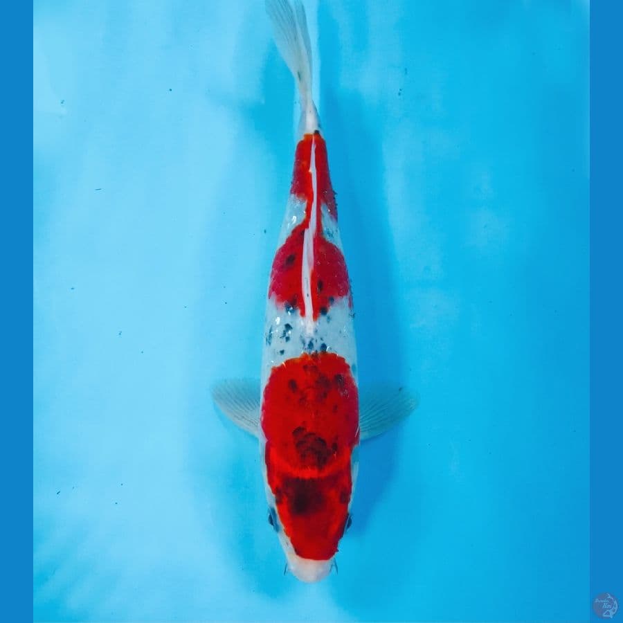 goshiki, 25 cm