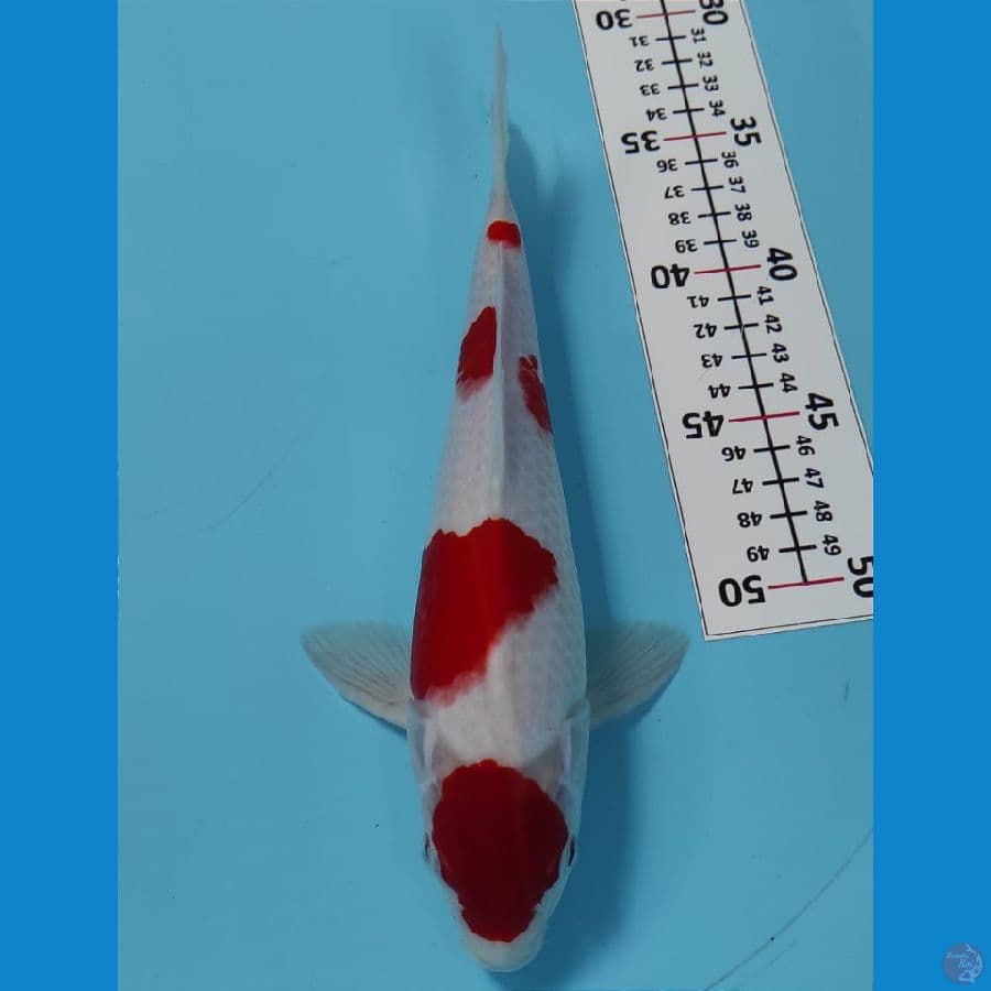 SHINKU 4 ~ KOHAKU HQ ORIGINAL/26CM