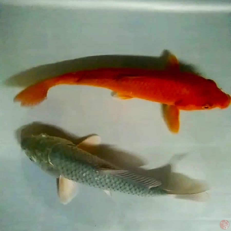 Soragoi, Chagoi tembaga