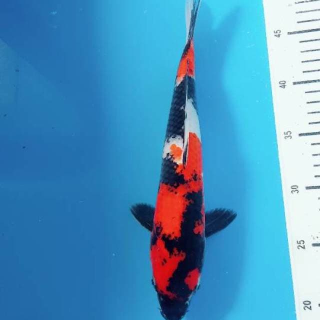 Showa 30cm bu
