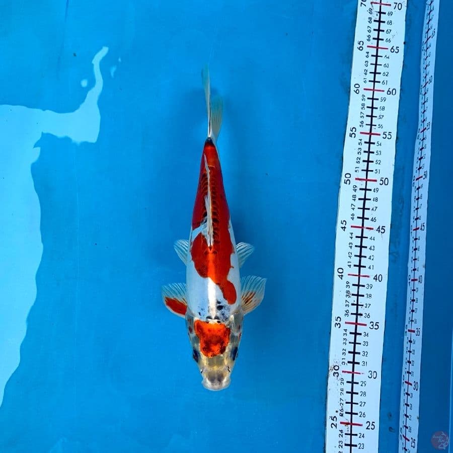 30Cm, Benikikoriyu