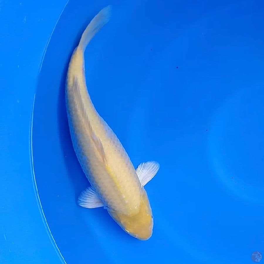 Karashi 37cm