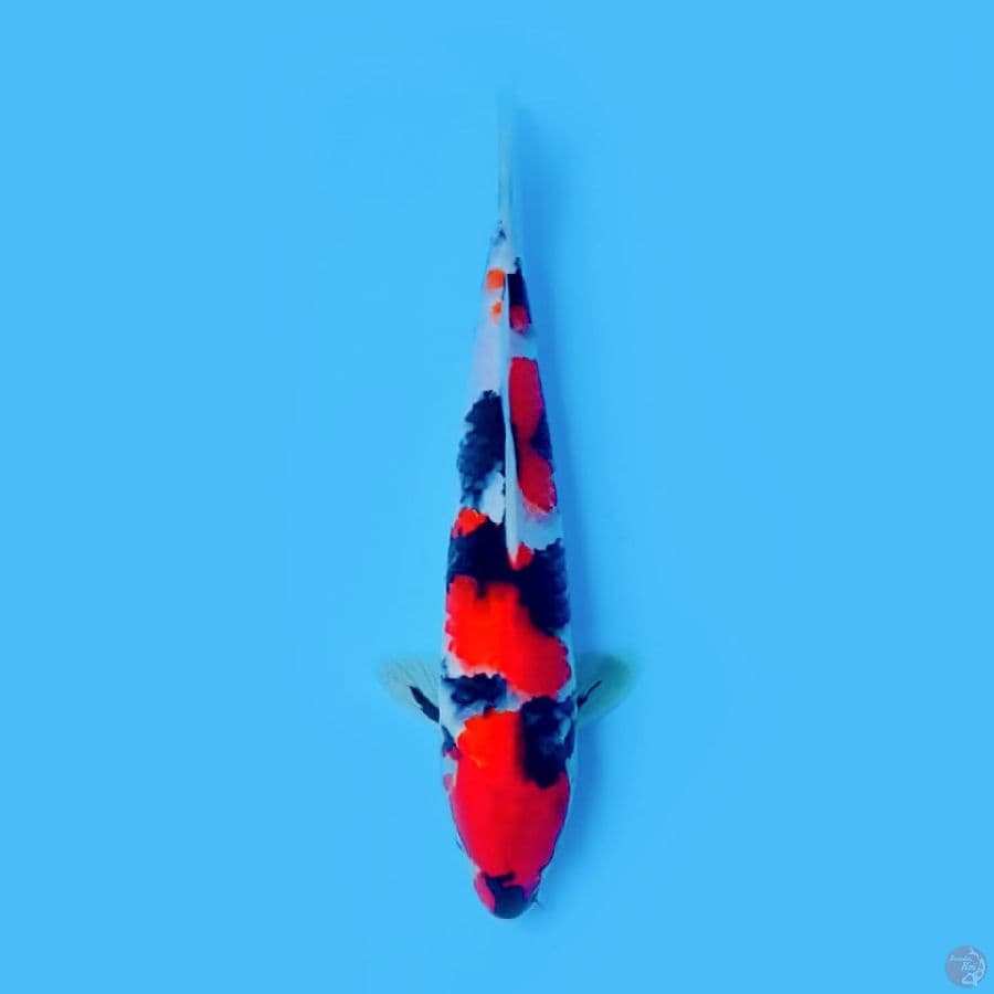 SHOWA HQ 25 cm ORIGINAL
