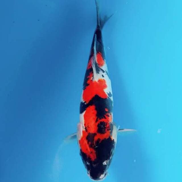 Showa doitsu motogoro 25cm