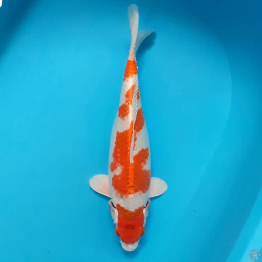 Hariwake 33 cm